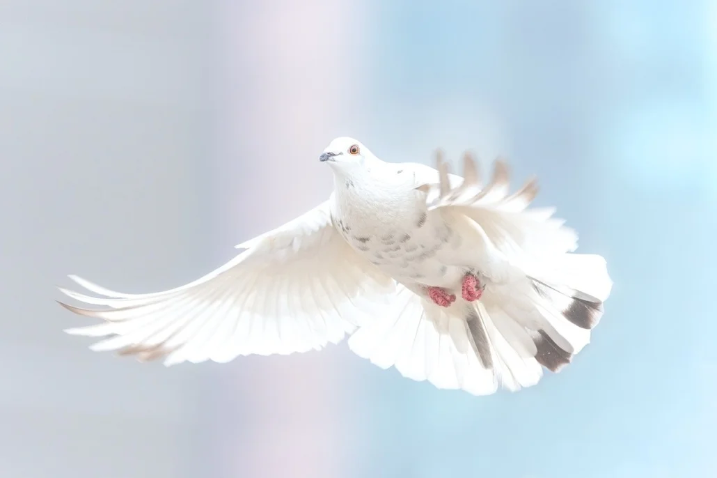 colombe liberté expression